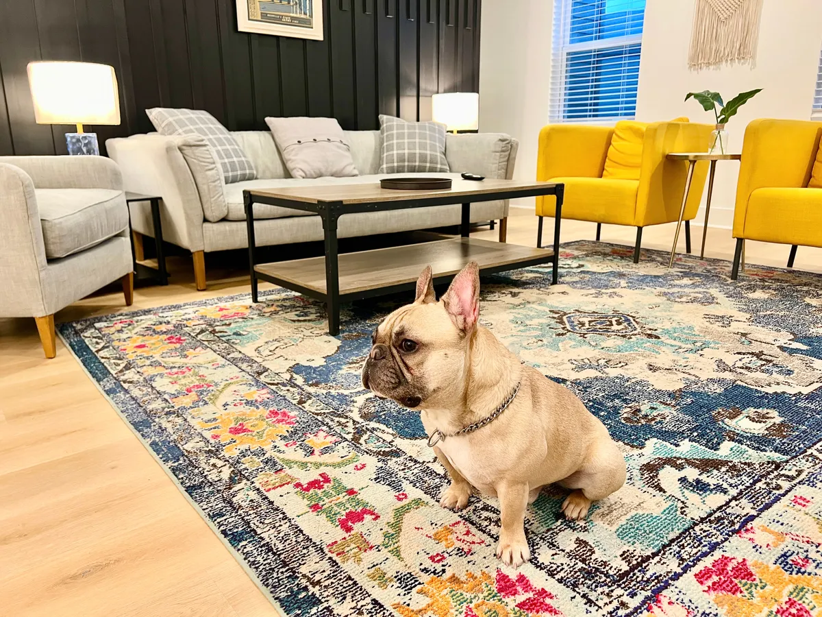The image showcases a warm, inviting living space with vibrant yellow chairs, a stylish coffee table, a playful French Bulldog lounging comfortably, and a bright, colorful rug. The layout feels spacious and perfect for gathering with friends or family, enhanced by cheerful décor and abundant natural light.